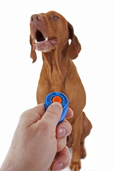 Clicker training the dog — Stock Photo, Image