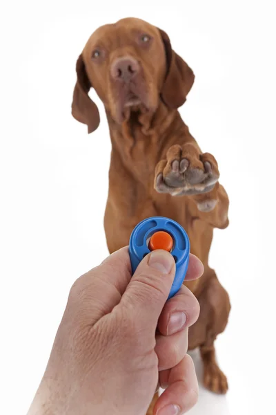 köpek itaat terbiye