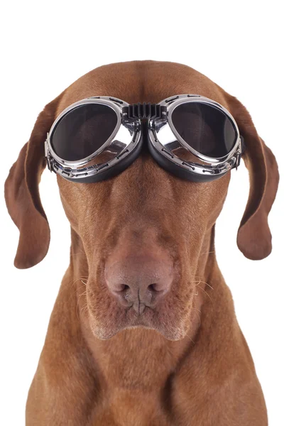 Dog wearing vintage motorbike glasses — Stock Photo, Image