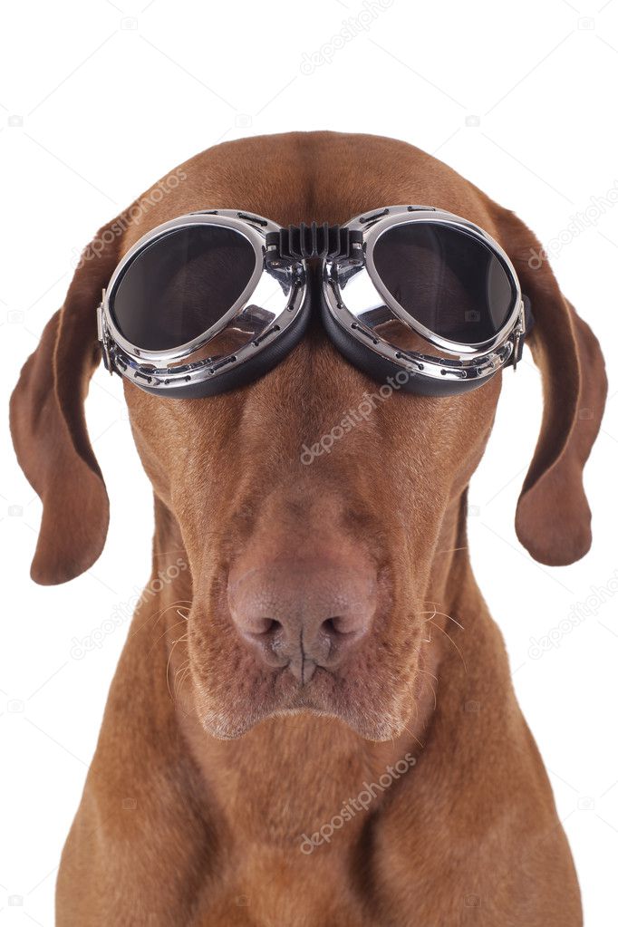 dog wearing vintage motorbike glasses