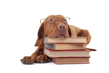 köpek bir yığın kitap üzerinde kafa atma
