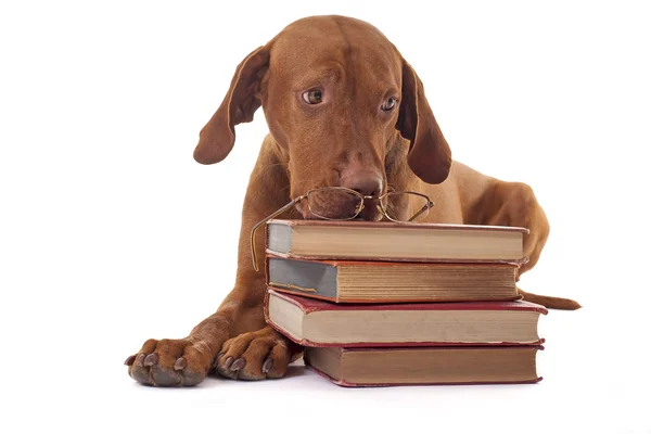 Innocent puppy with boks — Stock Photo, Image