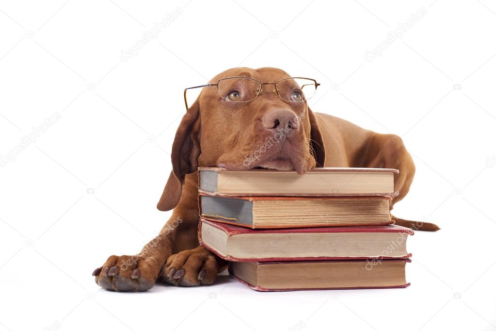 dog laying head on a pile of books