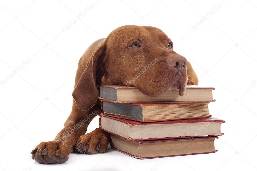 dog with a stack of books