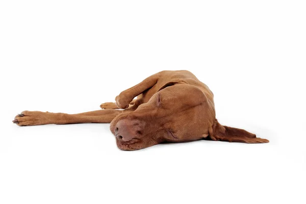 Dog laying on its side — Stock Photo, Image