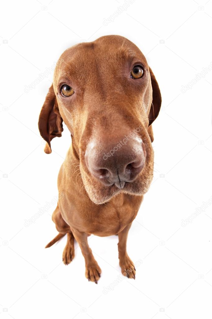 ultra wide angle dog portrait