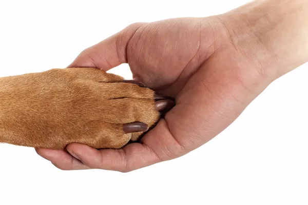 köpek pençe insan elinde