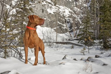 kas işaret eden köpek açık havada