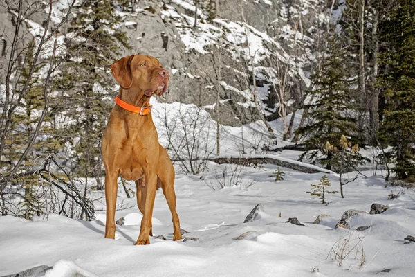 Pes v zimě scenérie — Stock fotografie