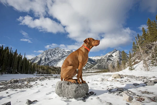 Hund wie eine Statue — Stockfoto