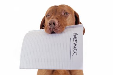 Ödevimi köpek yedi