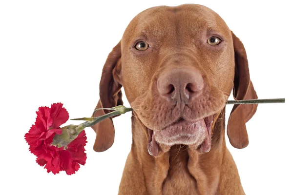 Ihnen gingen die Rosen aus — Stockfoto