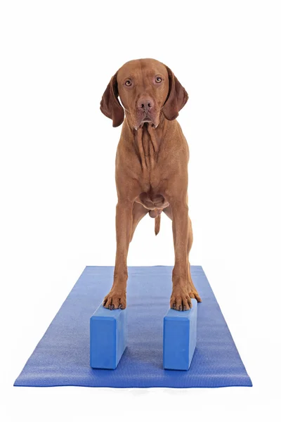 Balancing on the yoga blocks — Stock Photo, Image