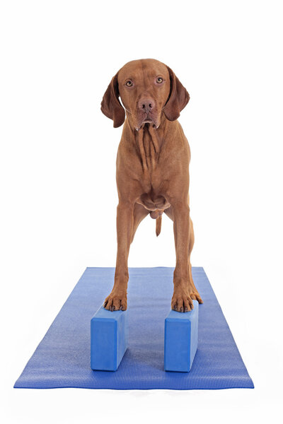 balancing on the yoga blocks