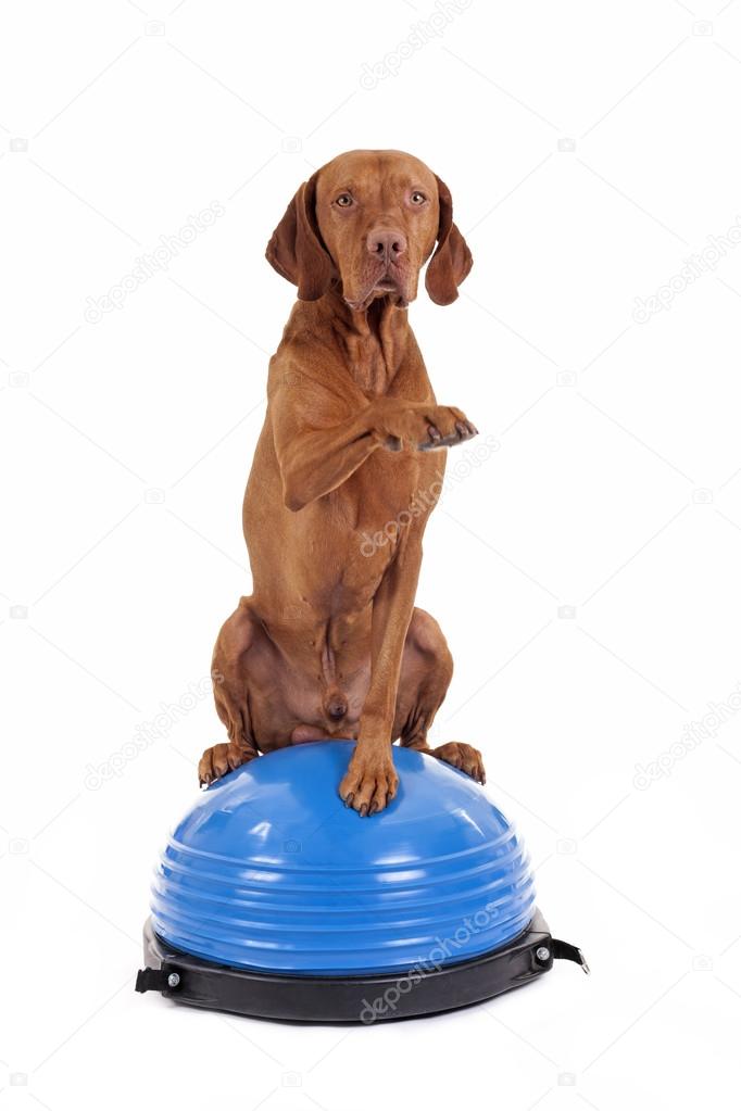 dog sitting on top of exercise ball