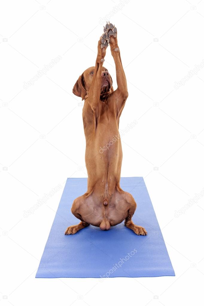 dog yoga pose