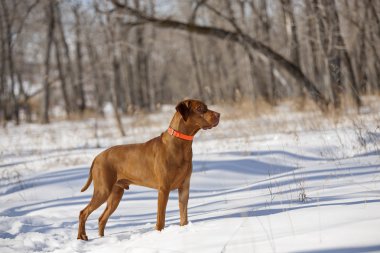 Ormandaki köpek