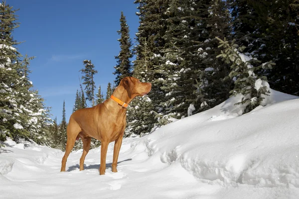 Lovecký pes v zimním lese — Stock fotografie