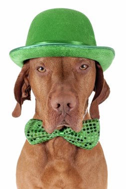 St.Patrick'ın gün köpek