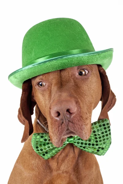 Irish for the day — Stock Photo, Image