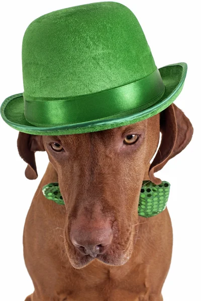 Dog with green hat — Stock Photo, Image