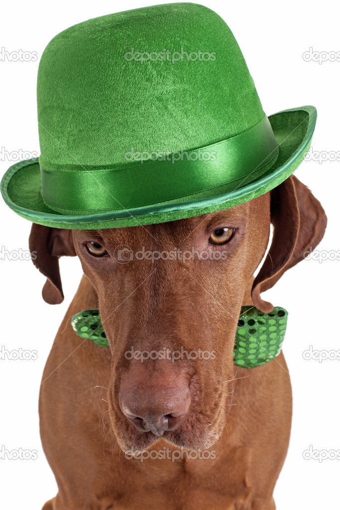 dog with green hat