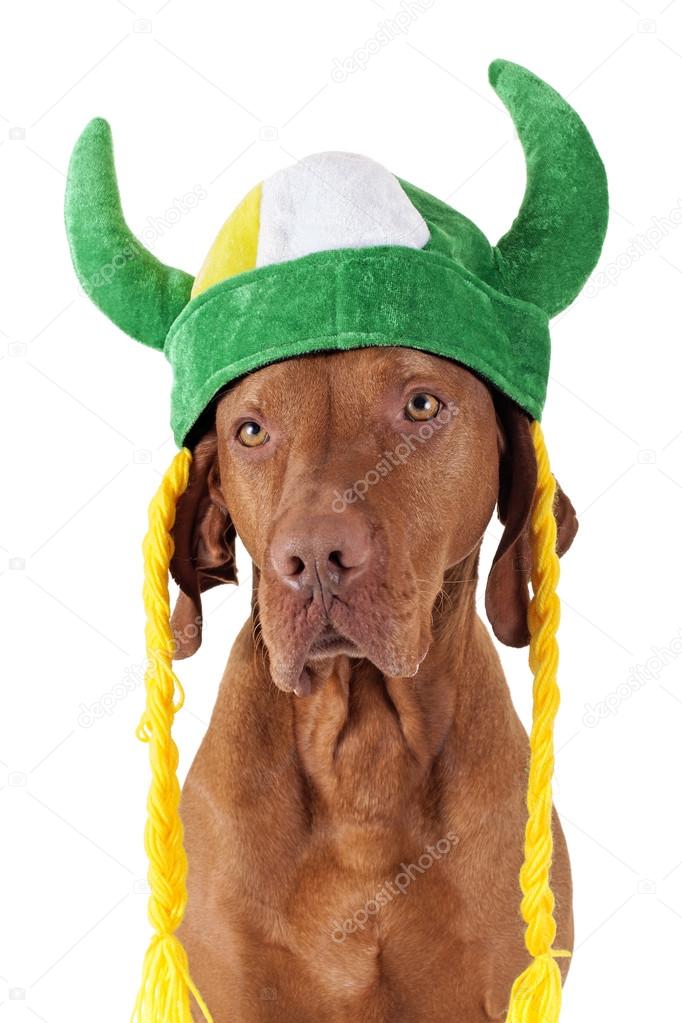 Dog viking cheap helmet