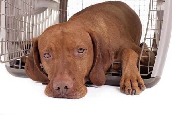 Perro en caja — Foto de Stock