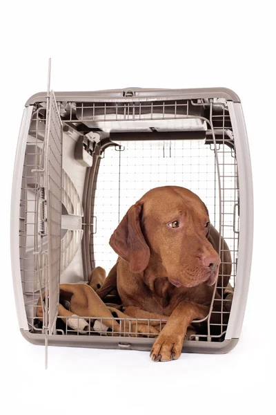 Собака, лежащая в клетке — стоковое фото