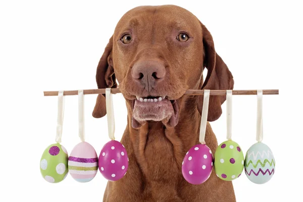 Dog with Easter eggs — Stock Photo, Image