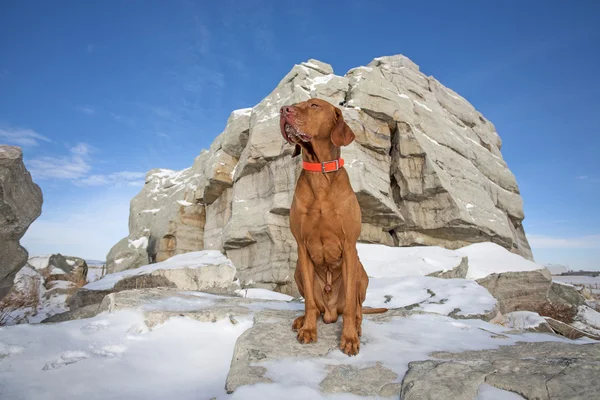 Hunden outdoord på vintern — Stockfoto
