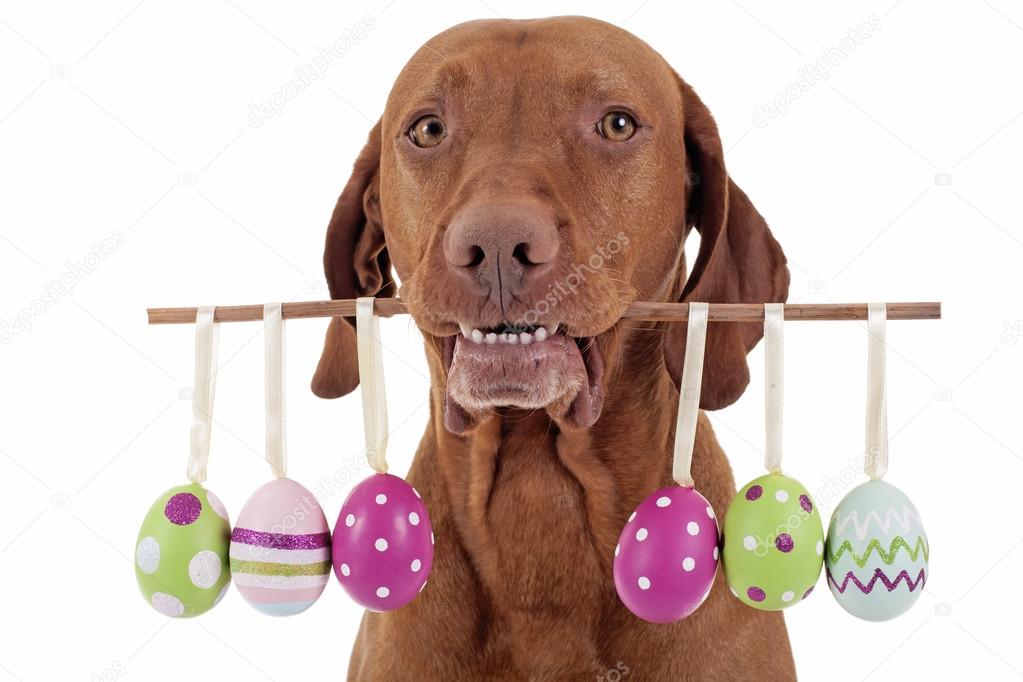 dog with Easter eggs