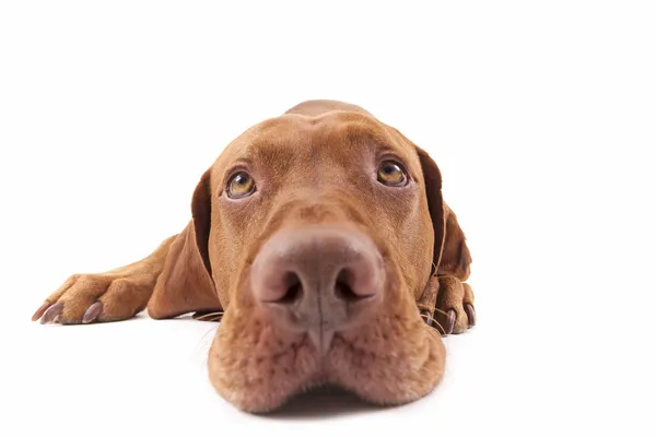 犬の頭の極端なクローズ アップ — ストック写真