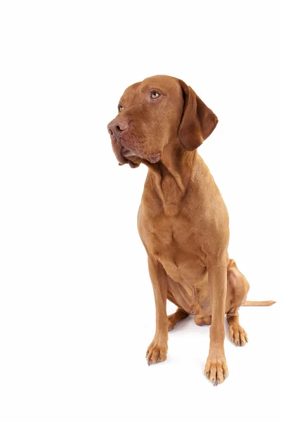 Roztomilý pes sedící — Stock fotografie
