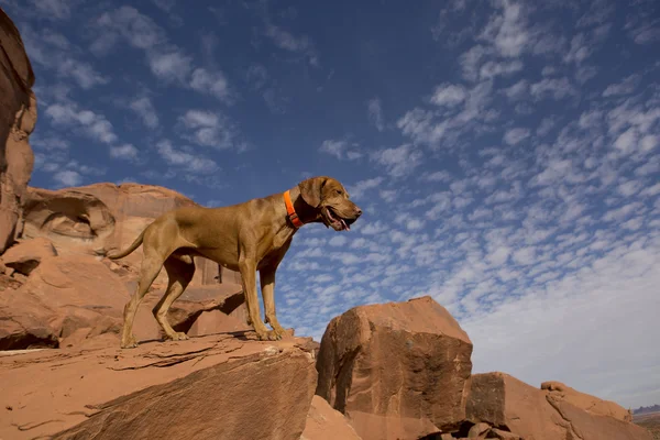Охотничья собака на открытом воздухе — стоковое фото