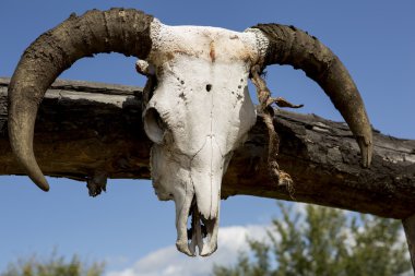 inek kafatası açık havada