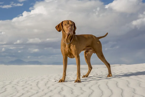 Manliga hundvalp (sittande) hund utomhus — Stockfoto