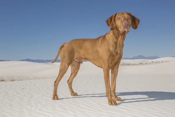 Σκύλος στη λευκή άμμο της ερήμου — Φωτογραφία Αρχείου