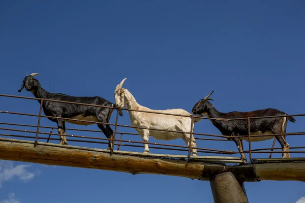 Goats in the air — Stock Photo, Image