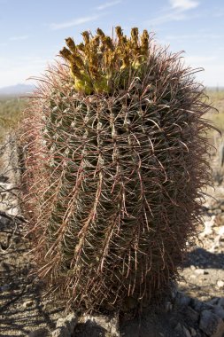 küçük saguaro kaktüsü