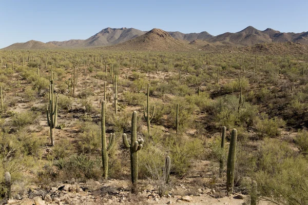 Öken med saguaro kaktusar — Stockfoto