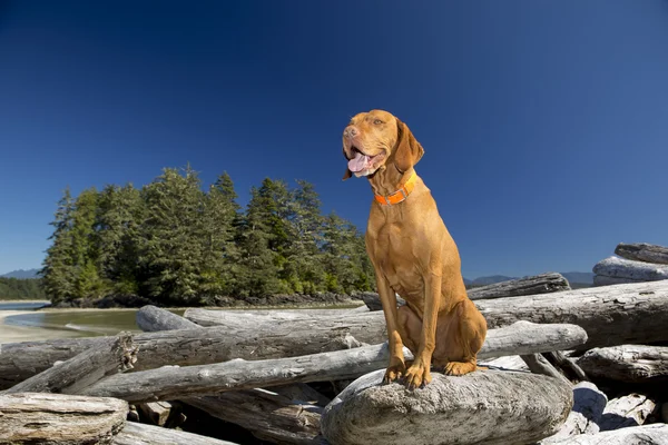 Šťastný pes na naplaveného dříví — Stockfoto