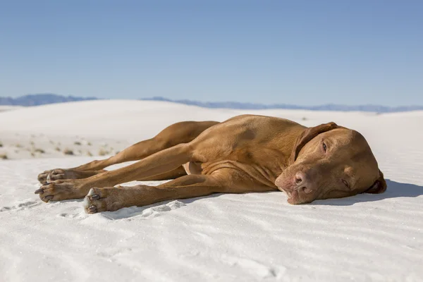 Chien posé dans le sable du désert — Photo