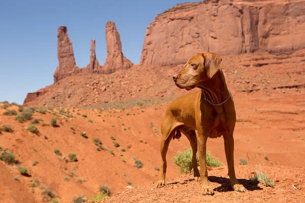 Red dog in desert — Stock Photo, Image