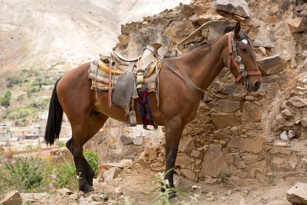 Saddled up Mexican horse — Stock Photo, Image