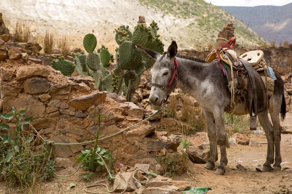 Mule ready for a ride — Stock Photo, Image