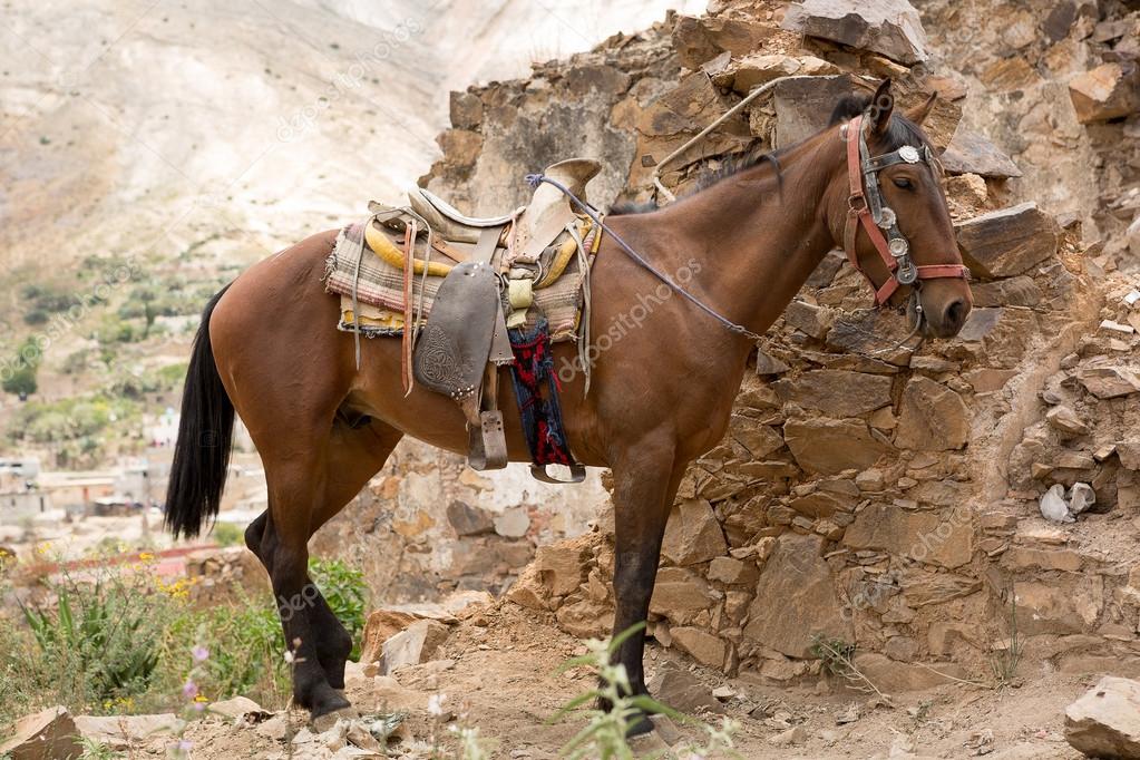 Saddled up Mexican horse Stock Photo by ©Quasarphoto 51699043