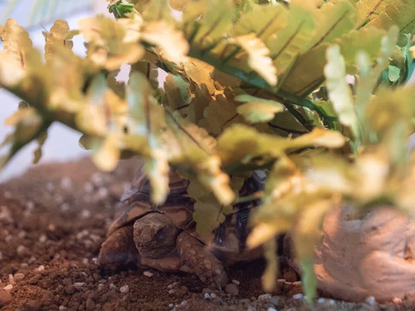 Una Linda Tortuga Leopardo Bebé Escondido Detrás Una Planta — Foto de Stock