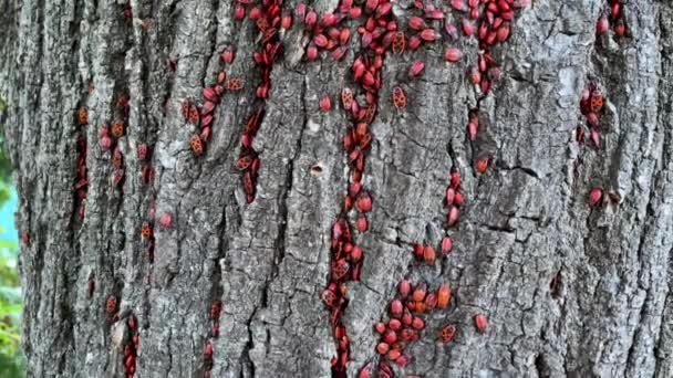 Большое Количество Красных Жуков Насекомых Поджигают Pyrrhocoridae Коре Старого Дерева — стоковое видео