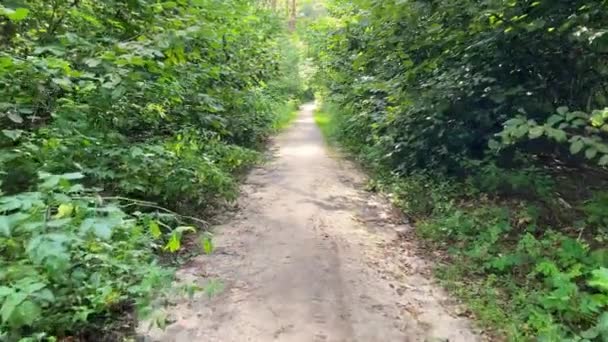 Spacer Ścieżką Przez Zielony Las Liściasty Słoneczny Letni Dzień — Wideo stockowe